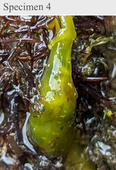 Stylocheilus longicauda