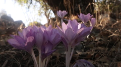 Colchicum feinbruniae
