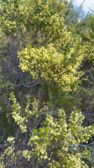 Acacia littorea