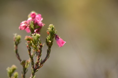 Erica axilliflora