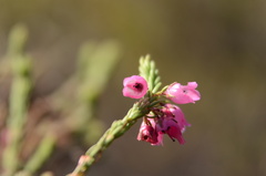 Erica axilliflora