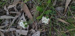 Pimelea humilis