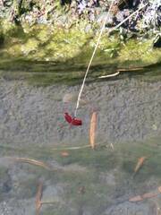 Neurothemis taiwanensis