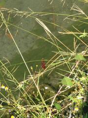 Neurothemis taiwanensis