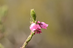 Erica axilliflora