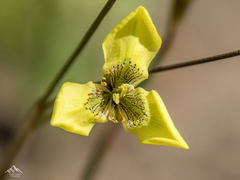 Moraea bellendenii