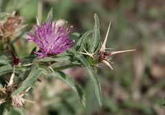 Centaurea calcitrapa