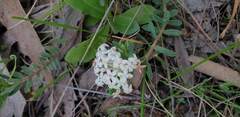 Pimelea humilis