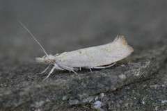 Ypsolopha alpella