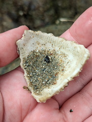 Stomopneustes variolaris