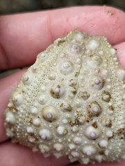 Stomopneustes variolaris