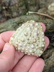 Stomopneustes variolaris