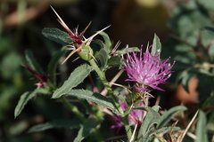 Centaurea calcitrapa