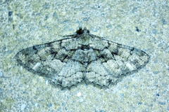 Peribatodes ilicaria