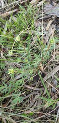 Pimelea humilis