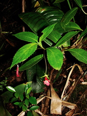 Gesneriaceae