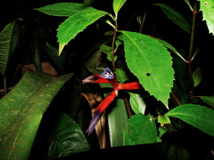 Quesnelia liboniana