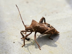 Acanthocoris scaber