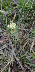 Pimelea humilis