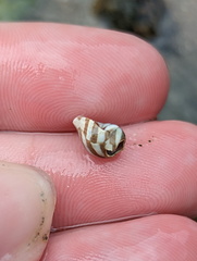 Pictocolumbella ocellata