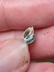 Pictocolumbella ocellata