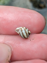 Pictocolumbella ocellata