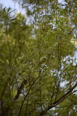 Fraxinus greggii