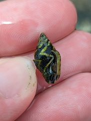 Pictocolumbella ocellata