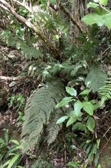 Leptopteris hymenophylloides