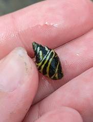 Pictocolumbella ocellata