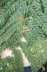 Leptopteris hymenophylloides