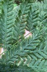 Leptopteris hymenophylloides