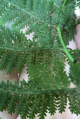 Leptopteris hymenophylloides