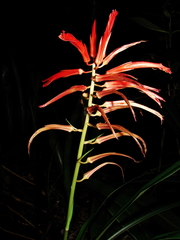 Bromeliaceae