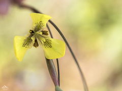 Moraea bellendenii