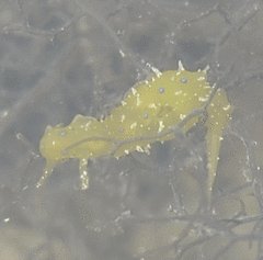 Stylocheilus longicauda