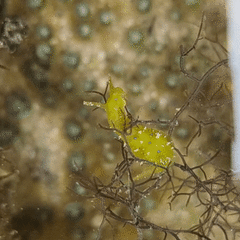 Stylocheilus longicauda