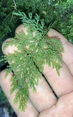 Hymenophyllum flexuosum