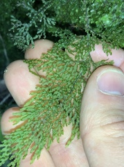 Hymenophyllum flexuosum