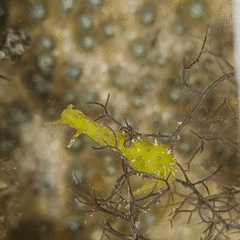 Stylocheilus longicauda