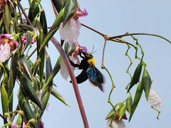 Xylocopa minor
