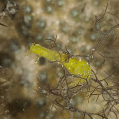 Stylocheilus longicauda