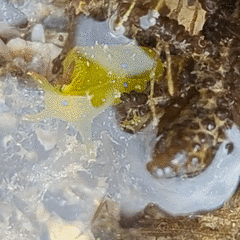 Stylocheilus longicauda