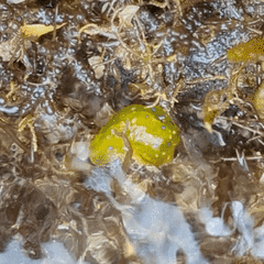 Stylocheilus longicauda