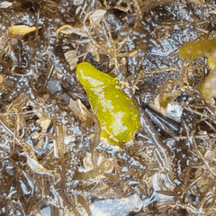 Stylocheilus longicauda