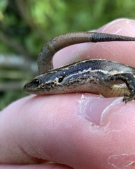 Oligosoma polychroma