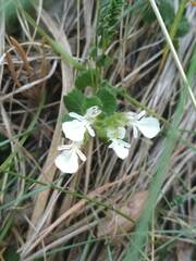 Teucrium pyrenaicum