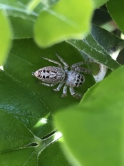 Opisthoncus polyphemus