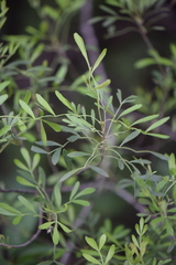 Fraxinus greggii