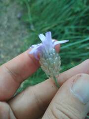 Catananche caerulea